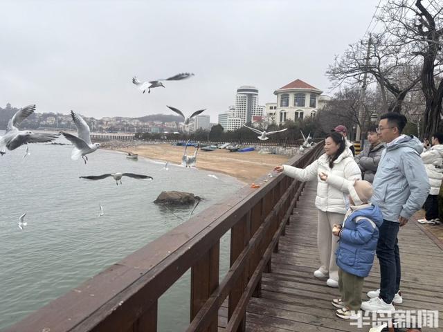 鸥遇青岛｜快来吸“鸥”气！5种神仙玩法刷爆朋友圈→