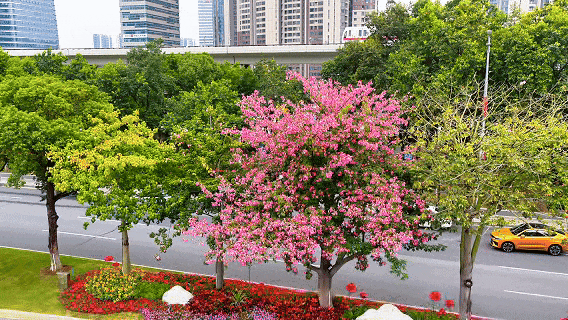文化中国行·小雪 | 岭南微寒启冬韵，赛场驰骋展锋芒