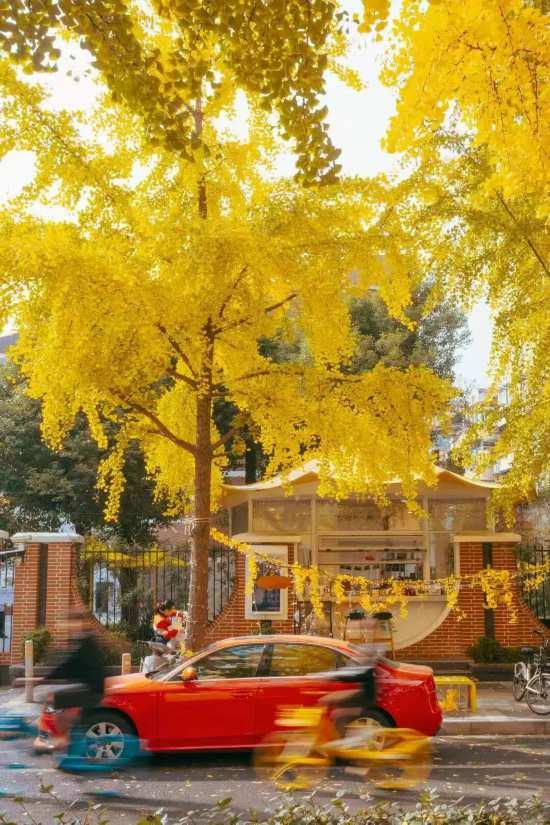 上海银杏浓度已达99％！这份含“金”浪漫别错过