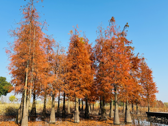 西湖湿地看水杉
