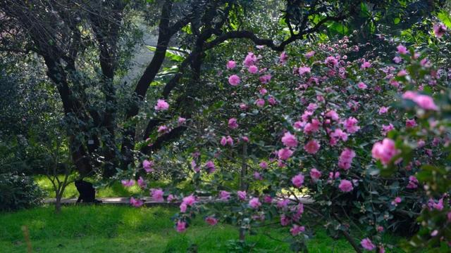 征集！武汉市民文旅大讲堂邀您共赴武汉植物园，开启一场冬日自然之约