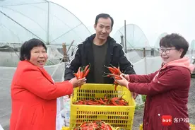 文昌市文教镇宋六村：村民采摘辣椒忙 共享乡村产业发展红利图片