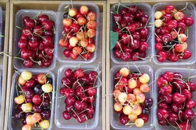 燕都新趣|京西古道旁，种着哪些您没吃过的樱桃？图片