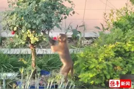 “头一回见！”一只猕猴闯入市民家中摘玫瑰！专家提醒图片