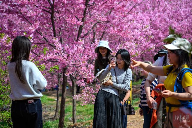 粉樱漫山 两万株樱花绽放出绝美春天