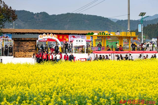 图说 | 金色花海迎客来 稻香诗田春意浓