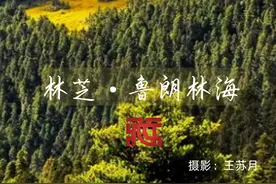 拾光新西藏｜国际森林日，美丽西藏邀你上春山图片