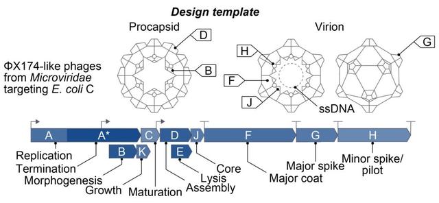 全球首个AI基因组诞生，35亿年生命代码重编程，生物学迎「ChatGPT时刻」