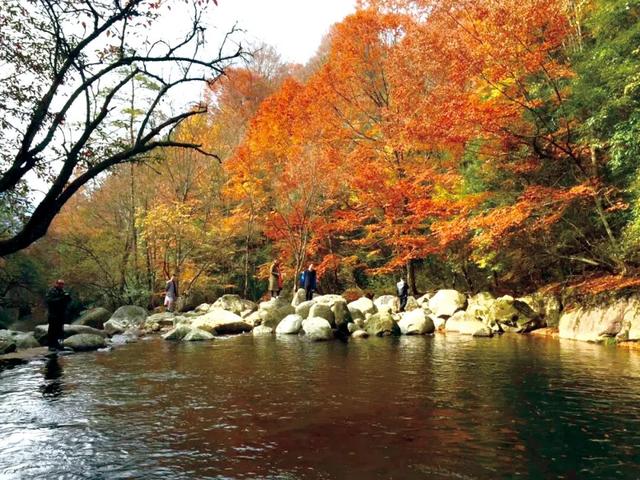 高铁直达的红叶观赏地，迎来“年度高光”！