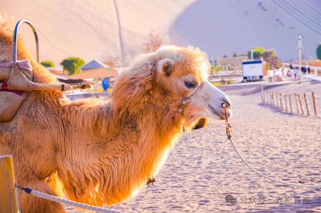 敦煌：大漠秋景醉游人