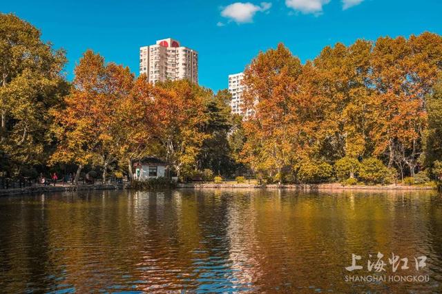 2000+地肤、450+枫树换上“秋装”！就在上海市中心这个免费公园→