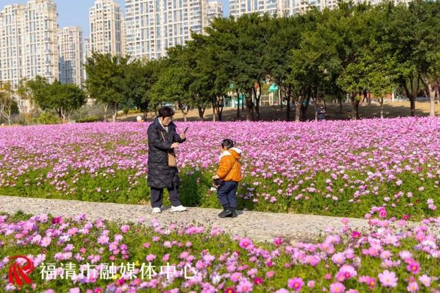 福州新晋顶流！“粉色花海”惊艳上线，本周末出片首选地