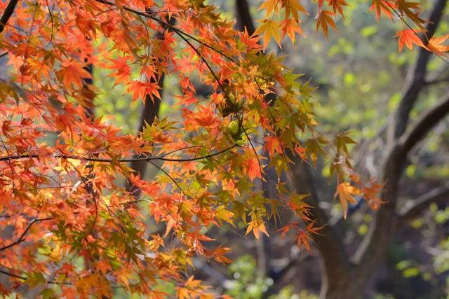 青岛赏秋去哪里？这几个地方别错过！