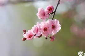 看临沂81|五洲湖：花开烂漫 春和景明图片