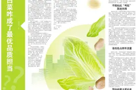 山东大白菜咋成了最优品质担当图片