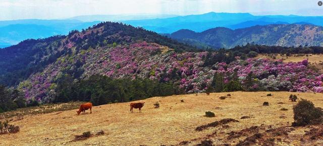 楚雄版“莫奈花园”藏不住啦！让你“五一”假期一次看过瘾