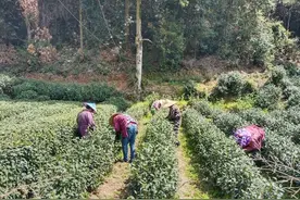 健康小站 | 采茶高峰，请警惕这类健康威胁图片