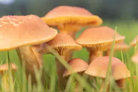 在温医大“确诊”为蘑菇图片