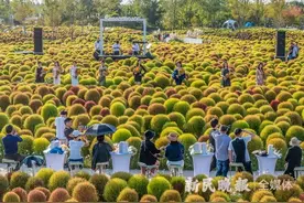 环球小姐中国区花海大秀助力乡村振兴图片