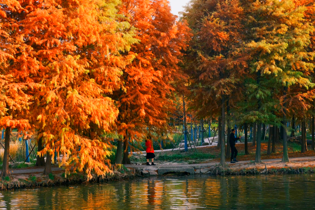 杉树红了！魔都藏着绝美水上森林→