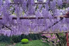 【乐游】春日顶流紫藤季、免费赏花巴士、花鸟市集…本周文旅生活指南来了~图片