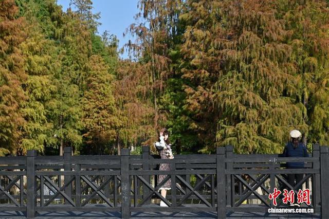 广州海珠湖公园落羽杉色彩斑斓添冬意