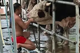 治理“活牛灌水”，需要“更牛监管”图片