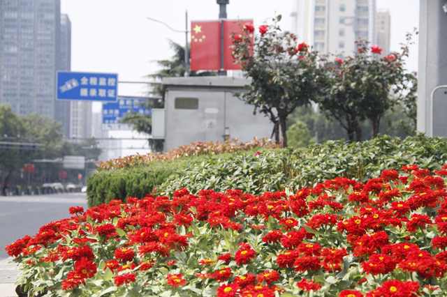这边风景“郑”好（三）：花海成景 节日色彩分外浓