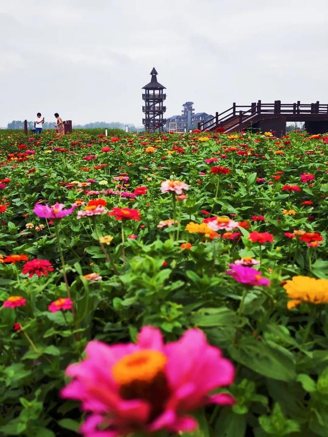 桃花岛在哪？水浒寨啥来头？深藏兴化这里……