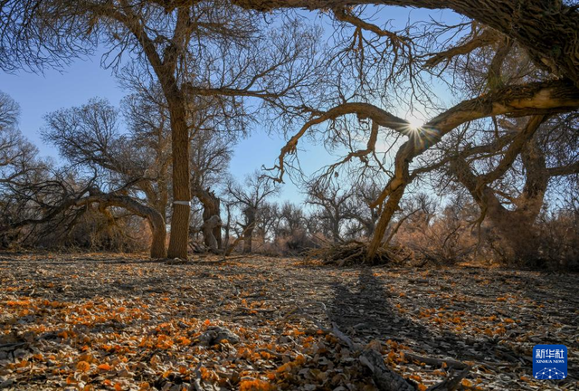 美丽中国丨额济纳：晚秋胡杨美