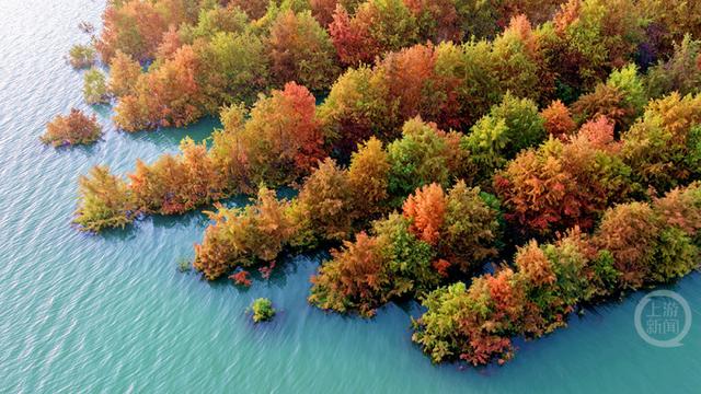 重庆忠县：长江彩林入画来