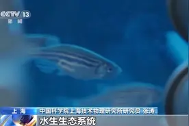 “太空养鱼”咋呼吸、吃什么、能活多久？解答来了图片
