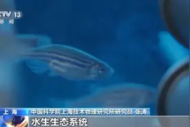 “太空养鱼”咋呼吸、吃什么、能活多久？解答来了图片