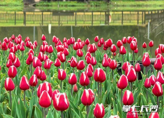 赴一场限定春日浪漫，长沙园林生态园春季花卉艺术节3月7日启幕