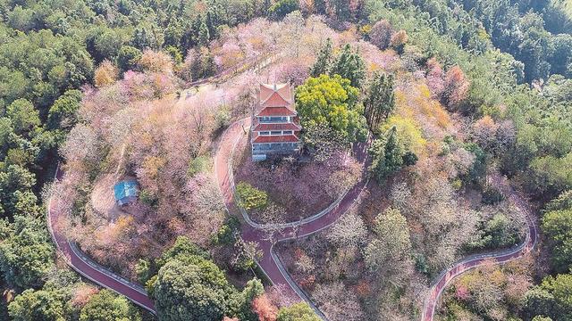 冬樱破寒 灼灼盛放