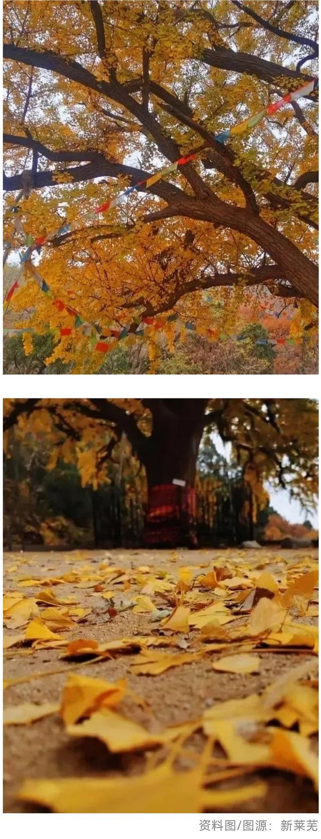 最后几天“黄金期”！济南的这些千年银杏等你打卡！