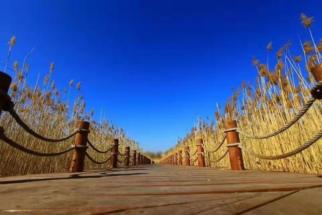 “飞雪”落中原，美了美了～