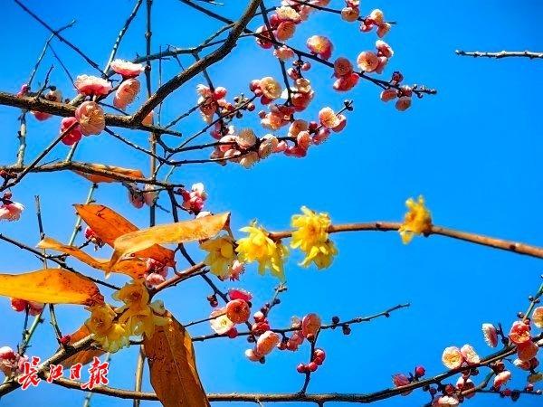 最新公园赏梅地图发布，武汉116座公园可赏梅花