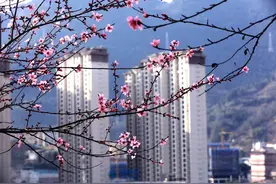 鹤峰春之印象：春柳春花满画楼图片