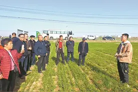 曲周：盐碱地上“吨半粮”的绿色实践图片