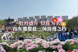牡丹盛开 以花为名 山东邀您赴一场浪漫之约图片