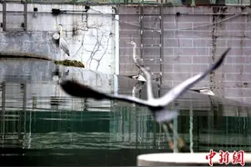 四川成都：苍鹭水中“站桩式”捕鱼图片