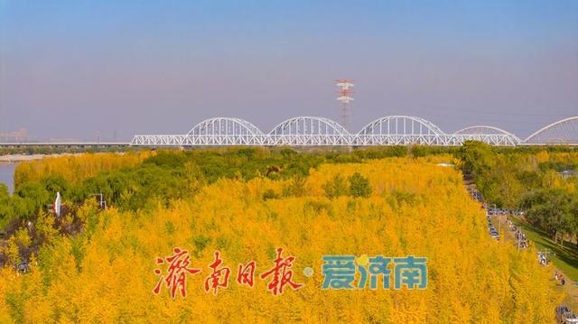 一年四季 泉在济南丨一叶知秋末，一林引客来！济南黄河银杏林观赏进入倒计时