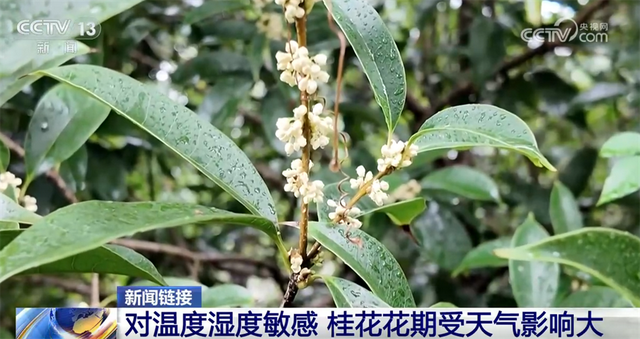 桂花飘香、胡杨金黄、黄栌换上五彩“盛装” 秋日中国铺展斑斓好风光