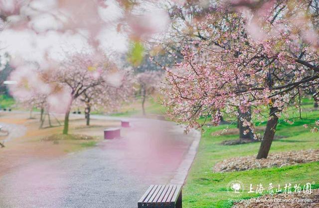 申城樱花季启幕！辰山植物园河津樱本周进入最佳观赏期