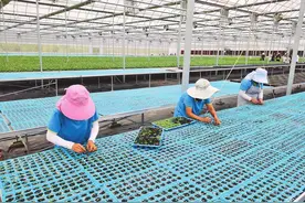 昆明最大智能化果蔬种苗工厂建成投用图片