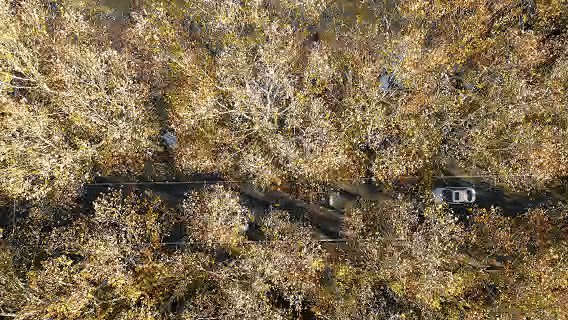 快出门！这些全是洛阳冬日限定！