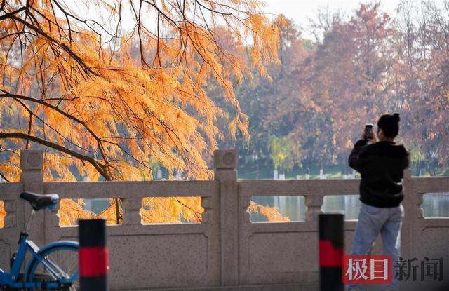 暖阳催彩叶，世界东湖初冬盛景已上线