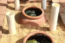 玉林又一传统方法“窑”米粽，你试过吗？图片