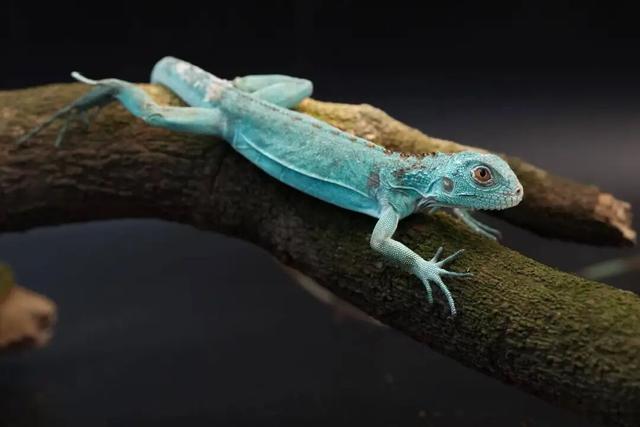 “疯狂动物城”现实版来啦！免费送票，速冲！